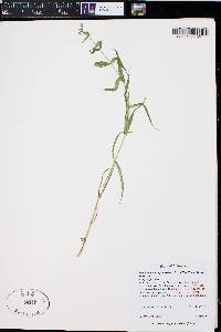 Pseudostellaria jamesiana image