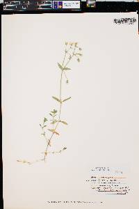 Cerastium arvense subsp. strictum image