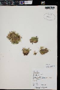 Silene acaulis image