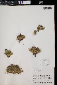 Silene acaulis image