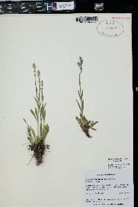 Silene drummondii image