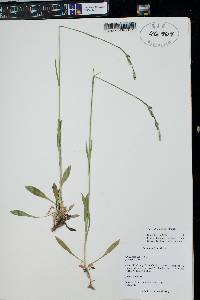 Silene drummondii image