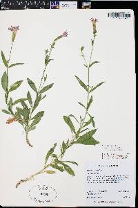 Silene laciniata image