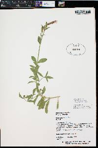 Silene laciniata subsp. greggii image