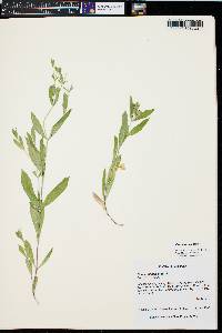 Silene menziesii image