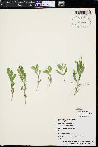 Silene menziesii image