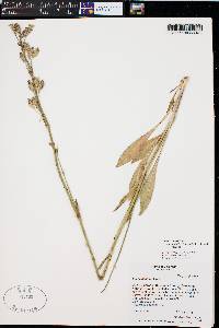 Silene scouleri subsp. hallii image