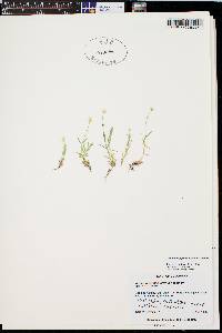 Stellaria longipes subsp. longipes image