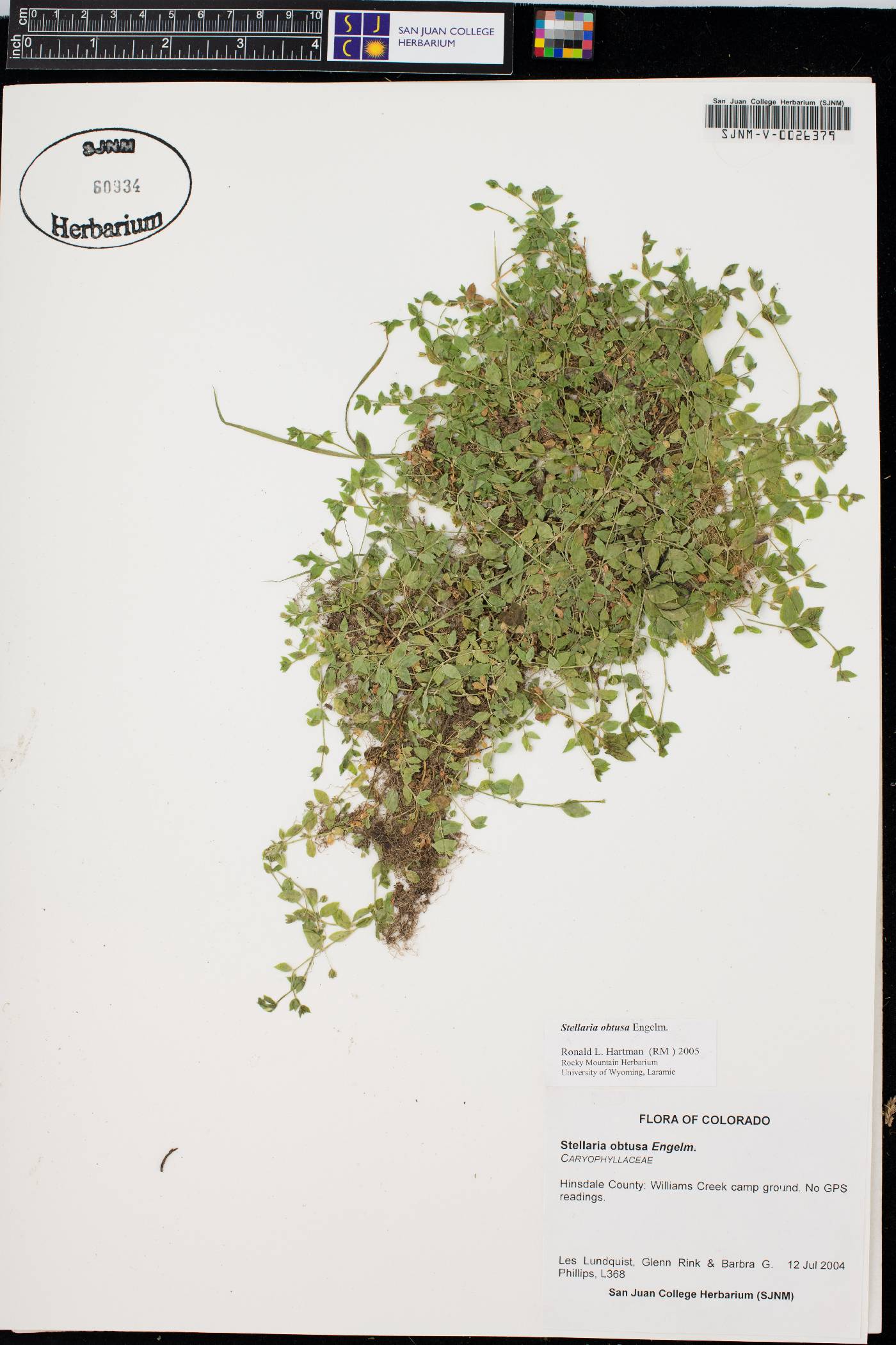 Stellaria obtusa image