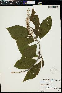 Clethra acuminata image