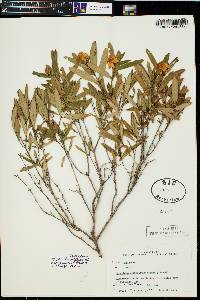 Hypericum prolificum image