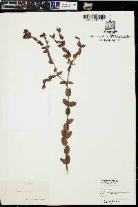 Hypericum tetrapetalum image