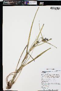 Tradescantia occidentalis image