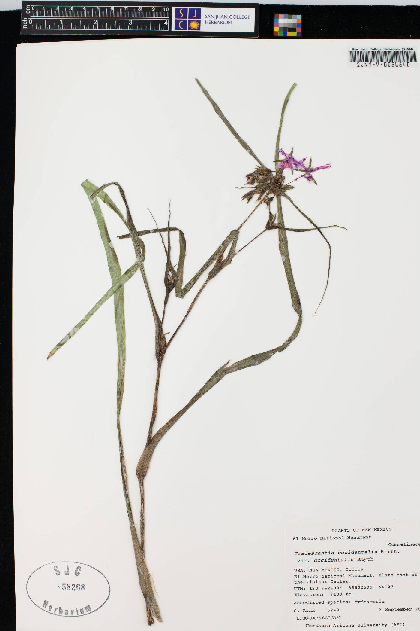 Tradescantia occidentalis var. occidentalis image