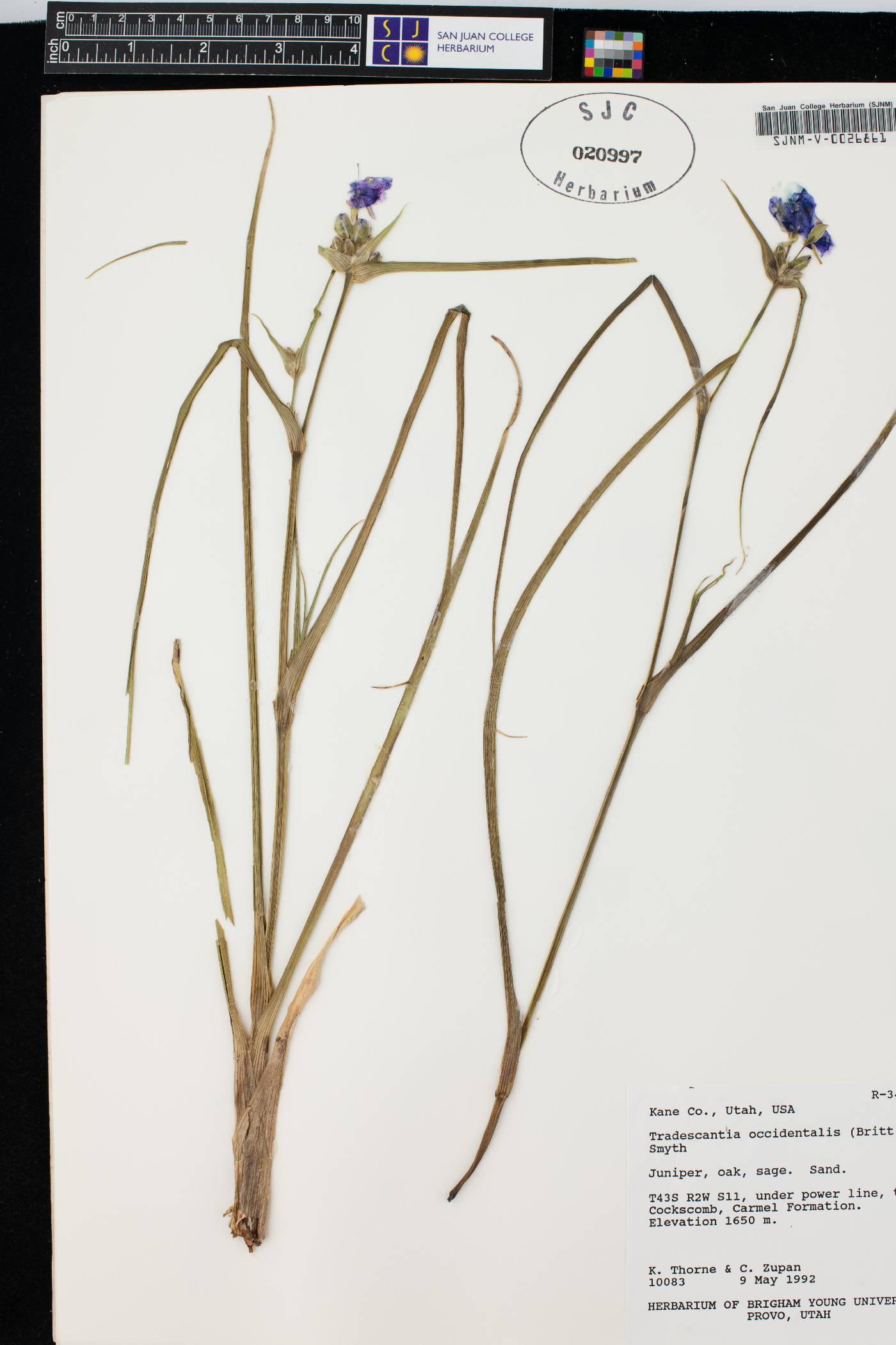 Tradescantia occidentalis var. occidentalis image