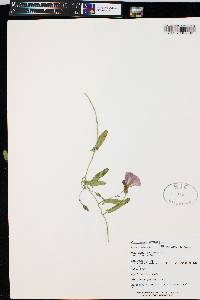 Convolvulus arvensis image