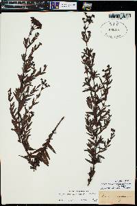 Image of Hypericum spachianum