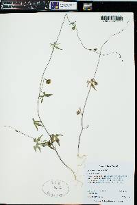 Ipomoea cristulata image