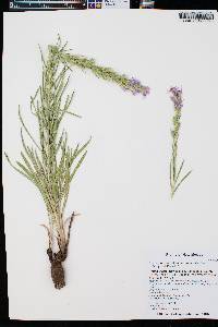 Liatris punctata image