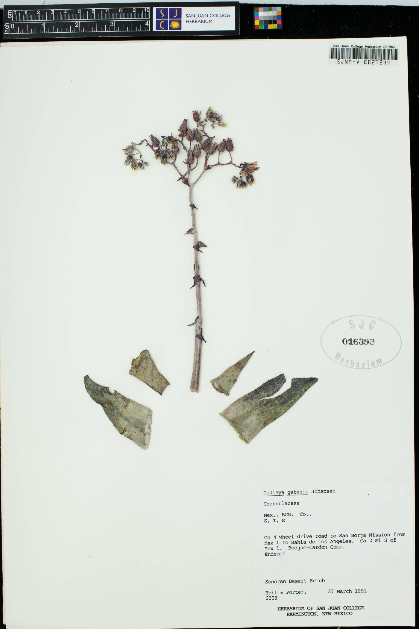 Dudleya gatesii image