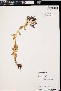 Rhodiola integrifolia image