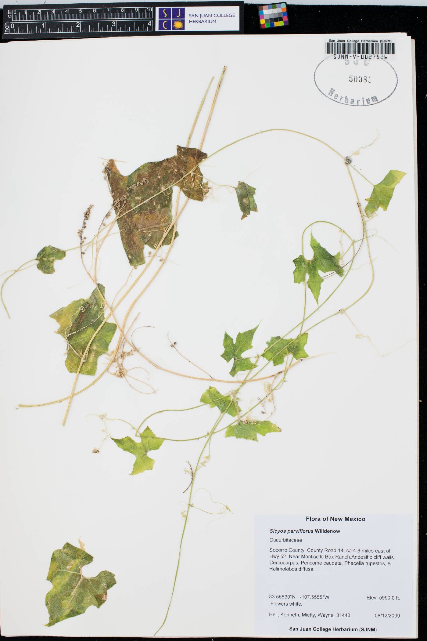 Sicyos parviflorus image
