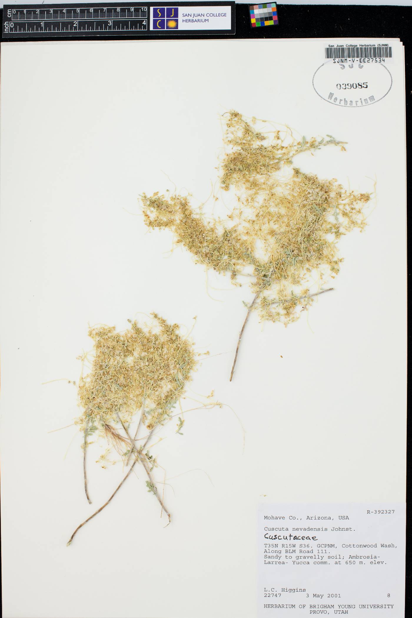 Cuscuta veatchii image