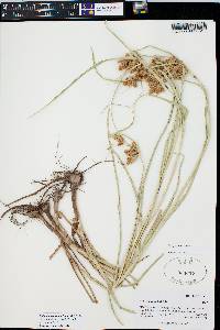 Bolboschoenus maritimus image