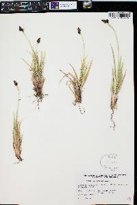 Carex albonigra image