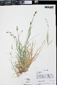 Carex aurea image