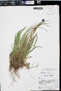 Carex chalciolepis image