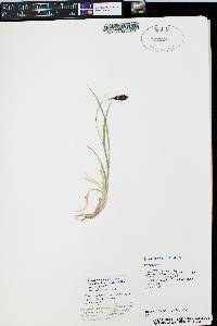 Carex chalciolepis image