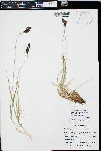 Carex chalciolepis image