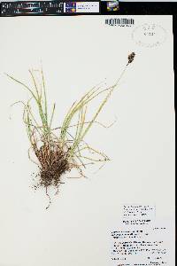 Carex chalciolepis image