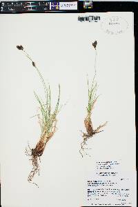 Carex chalciolepis image