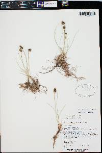 Carex duriuscula image