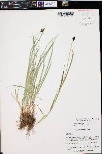 Carex ebenea image