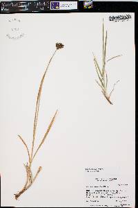 Carex ebenea image