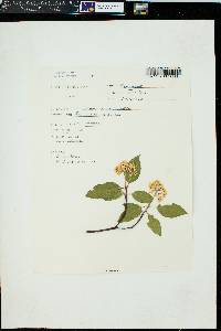 Cornus sericea subsp. sericea image