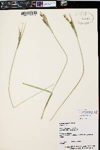 Carex emoryi image