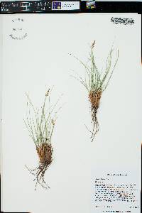 Carex filifolia image