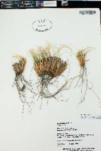 Carex filifolia image