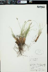 Carex filifolia image