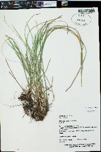 Carex geyeri image