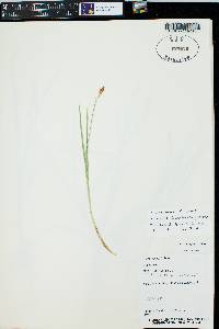 Carex geyeri image