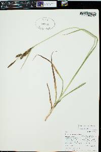 Carex nebrascensis image