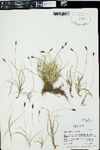 Carex nigricans image