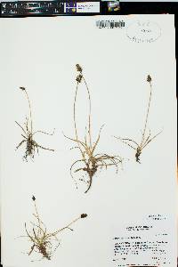 Carex nigricans image