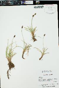 Carex nigricans image