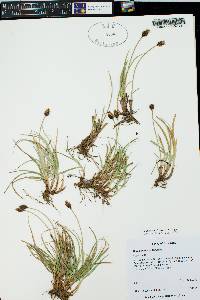 Carex nigricans image